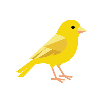 Minimalist vector illustration of yellow canary bird isolated on white background.