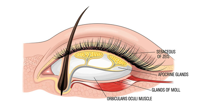 Anatomical diagram of the human eyelid showing glands of Zeis and Moll with eyelash follicle cross section.