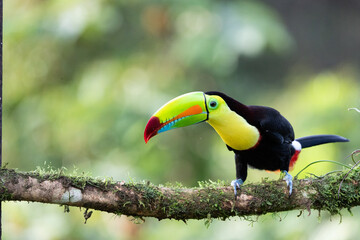 Fototapeta premium Vibrant Keel-billed Toucan (Ramphastos sulfuratus) perched on a mossy branch in the wild within the Costa Rican rainforest canopy. Sharp wildlife photography showcasing its iconic colorful beak.