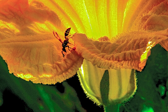Vespa em flor de abobora.