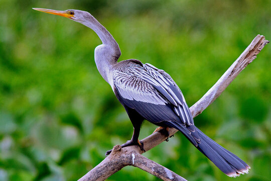 Biguatinga
