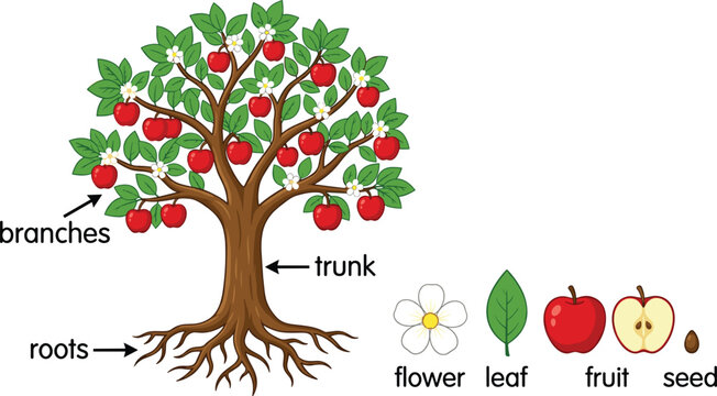 Apple tree anatomy educational infographic diagram showing labeled plant parts from roots to fruits vector illustration