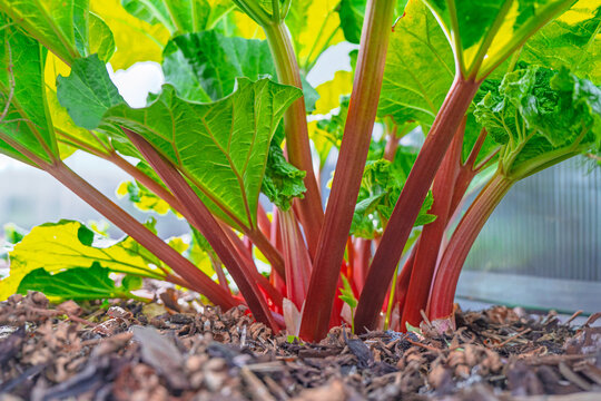 Close up view of a healthy rhubarb plant growing in a home garden. The vibrant red stalks and large green leaves are set against dark mulch soil, perfect for organic farming.