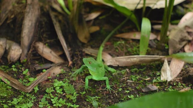 Slow motion footage of vibrant green Jesus Christ lizard standing motionless on damp forest floor. The basilisk observes its surroundings among fallen leaves and tropical vegetation in natural.