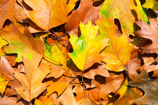 Autumn fall background. Maple and oak foliage. Yellow and orange leaves closeup. Autumn colors. Vibrant fall leaves. Autumnal background. Autumn leaves for Thanksgiving design. Fall leaves.