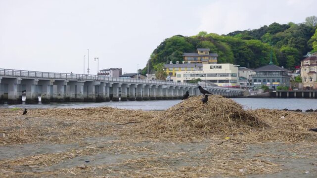 Japanese Large-Billed Crows on seaside of Enoshima, Morning in Kanagawa