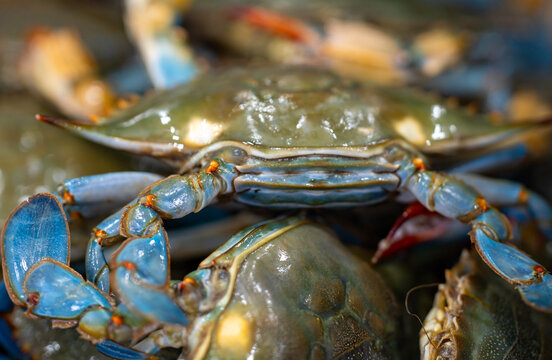 Crab claws show raw seafood. Crab shell looks natural. Fresh crab fills market pile. Whole crab supports seafood search.