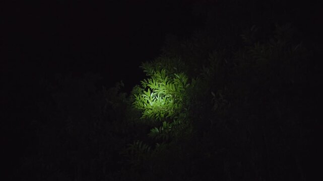 Flashlight beam cuts through pitch black darkness of dense forest at night, illuminating vibrant green fern fronds and tropical foliage as camera moves erratically through the undergrowth.