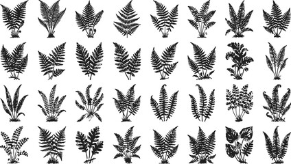 Collection of various fern species isolated on a stark white background in a clean vector illustration style © Mahi Fattah