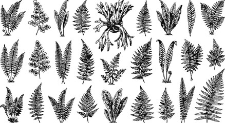 Collection of varied fern fronds and foliage in a detailed black and white botanical illustration style against a white background © Mahi Fattah