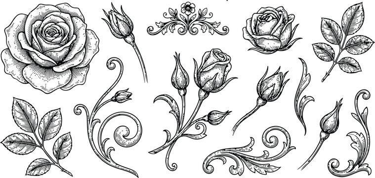 Detailed hand-drawn vintage rose and floral ornament elements in black ink on a white background for elegant design