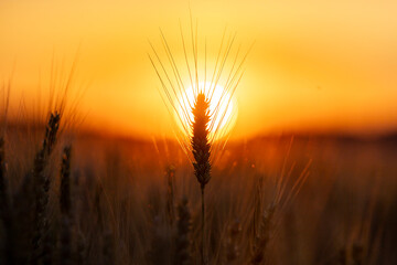Fototapeta premium Silhouette wheat against sun. Silhouette ear in field. Dark silhouette with awn. Golden silhouette at sunset.