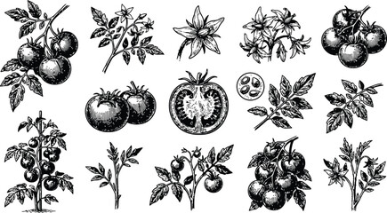 Hand-drawn botanical illustrations of ripe tomatoes and leaves with delicate stems on a white background © Mahi Fattah