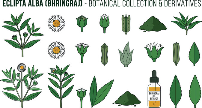 Eclipta Alba Bhringraj Botanical Collection Vector Set Featuring Herbal Leaves Flowers Powder and Essential Oil Dropper Bottle Elements