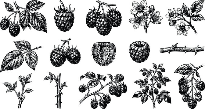 Vintage raspberry botanical illustrations with leaves and branches on a white background