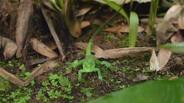 Vibrant green Jesus Christ lizard sits motionless on damp tropical forest floor surrounded by fallen brown palm fronds, lush green seedlings, moss, and dense vegetation in natural rainforest habitat.