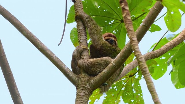 Brown-throated three-toed sloth clings to cecropia tree branches in lush tropical rainforest. Furry mammal with distinctive face rests among green leaves against pale blue sky.