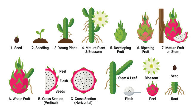 Dragon Fruit Growth Cycle and Anatomy Educational Infographic.