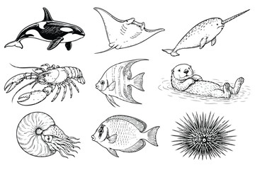 Marine Life Collection: Orca, Manta Ray, Narwhal, Lobster, Angelfish, Sea Otter, Nautilus, Butterflyfish, Sea Urchin Illustrations © Sidra