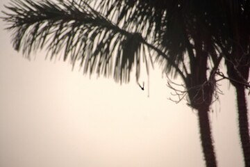 Naklejka premium Silhouette of a hummingbird flying around a palm tree in the Cuyabeno Wildlife Reserve, outside of Lago Agrio, Ecuador