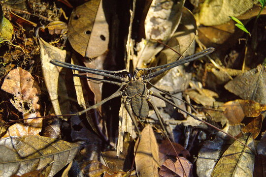 Scorpion spider (Solifugae sp) in the leaf litter in the Cuyabeno Wildlife Reserve, outside of Lago Agrio, Ecuador