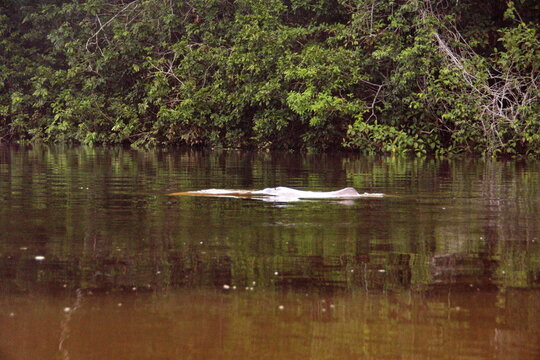 Amazon river dolphin (Inia geoffrensis) in the Cuyabeno Wildlife Reserve, outside of Lago Agrio, Ecuador