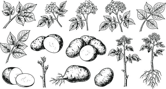 Botanical potato plant elements in an engraving vintage style for agricultural design during harvest season