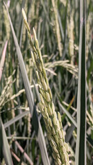 Obraz premium Fresh green rice grains growing on a plant in a field