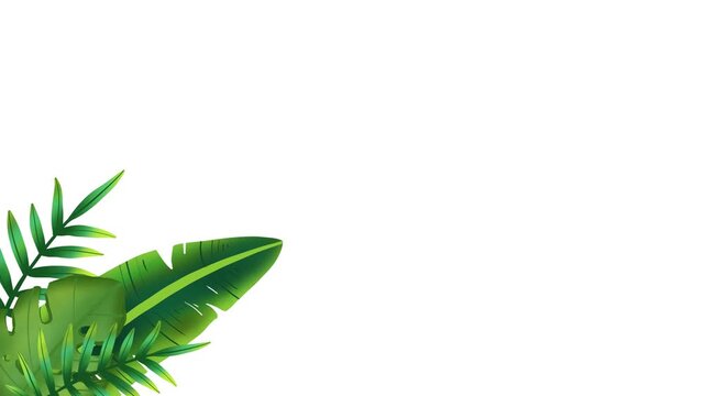 tropical leaves background animation on white background