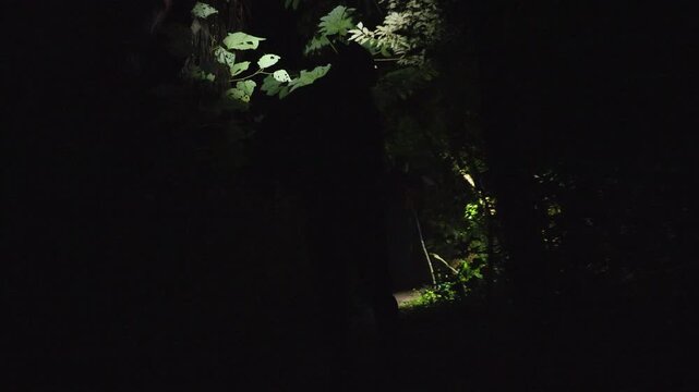 Group of people examining nocturnal jungle inhabitants during night expedition. Flashlight beams illuminate dense tropical foliage as explorers walk forest path discovering wildlife in darkness.