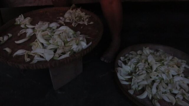 Village farmer sorting freshly harvested white sesbania flowers on bamboo trays before selling them at a traditional market in rural Java, Indonesia.
