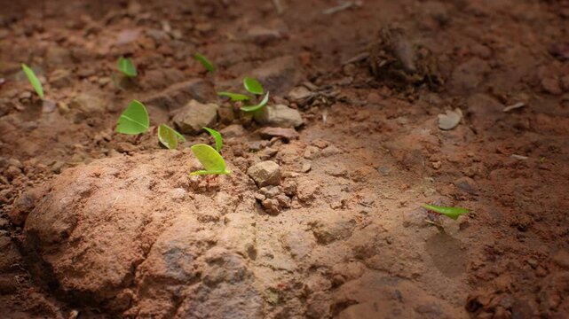 Leafcutter ants march in line carrying bright green leaf fragments over reddish brown dirt and small rocks. Close-up macro view captures industrious insects transporting foliage across rough terrain.