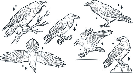 Fototapeta premium Hand Drawn Raven and Crow Outline Collection with Flying Perching Calling and Landing Corvid Birds Wildlife Vector Illustration Set