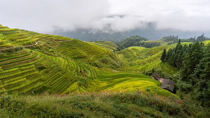 Fototapeta premium Teeplantagen in China
