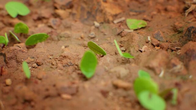 Ants carry fresh green leaf fragments across reddish-brown soil in tropical forest.