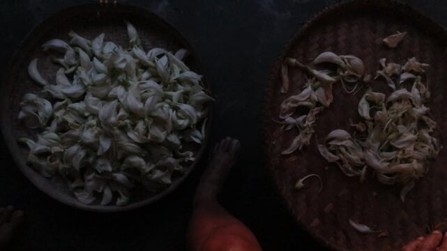 Village farmer sorting freshly harvested white sesbania flowers on bamboo trays before selling them at a traditional market in rural Java, Indonesia.
