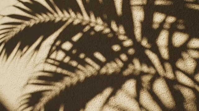 Palm leaf shadows dancing on a textured wall during a sun-drenched day, creating a beautiful pattern