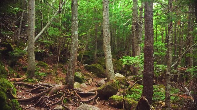 View of a lush forest path with mossy trees and exposed roots in St. John's, Newfoundland and Labrador, Canada.