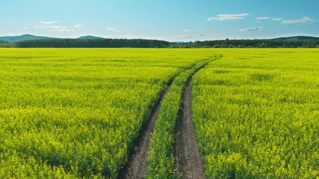 Dirt road through blooming rape flower field sunny day
