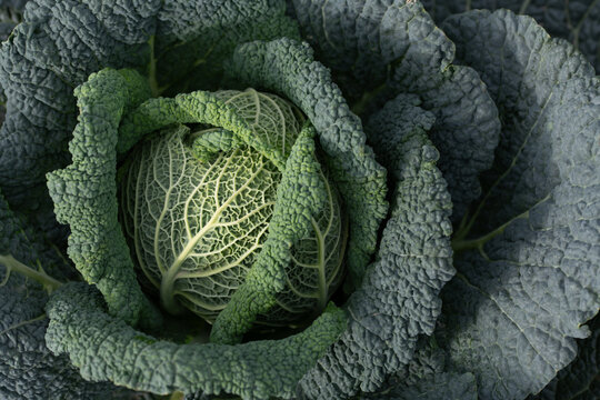 A green, ripe savoy cabbage in a field, photographed from above.
