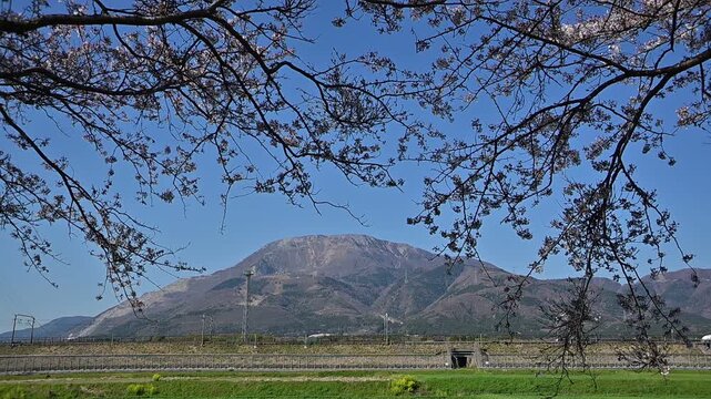 桜咲く伊吹山麓を走る東海道新幹線N700S（東海道新幹線 岐阜羽島 - 米原, 2026年4月）