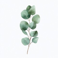 Obraz premium single eucalyptus branch with round green leaves watercolor botanical illustration conveying serene freshness