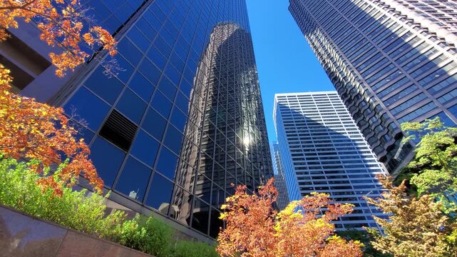 View of Downtown Seattle skyscrapers with autumn foliage and glass facades reflecting the clear blue sky in Seattle, Washington, United States.
