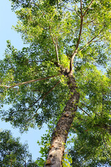 Fototapeta premium Bottom view looking up at a tall tree trunk extending branches with green leaves into a clear blue sky.