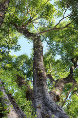 Fototapeta premium Upward perspective of a giant tree trunk with green leaves