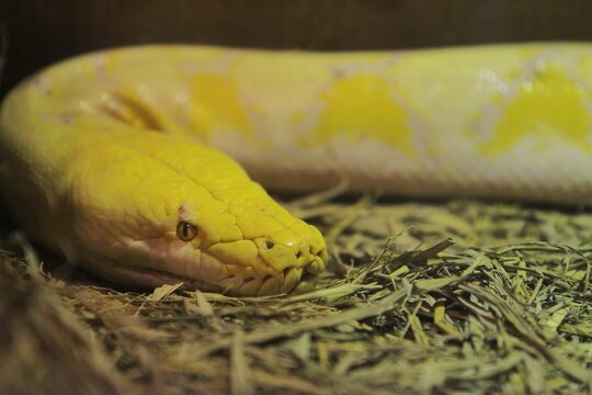 Side view of a resting yellow python