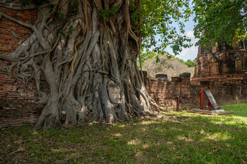 Naklejka premium Head of Buddha statue in the tree roots at Wat Mahathat in Ayutthaya Province.