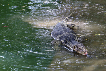 Fototapeta premium Water monitor in Lumpini Park, Bangkok Thailand.