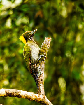 Greater Yellownape is a large green woodpecker with a bright yellow crest and nape. It scales tree trunks, feeding on insects and larvae, while its loud calls echo through forest canopies.