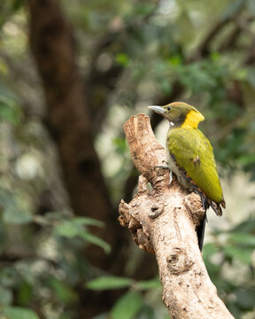 Greater Yellownape is a large green woodpecker with a bright yellow crest and nape. It scales tree trunks, feeding on insects and larvae, while its loud calls echo through forest canopies.